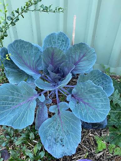 Well-Rooted Red Cabbage Live Plant - Fall Crop