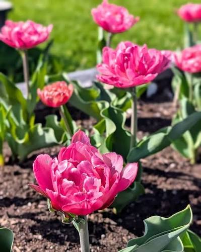 Glamour Girl Double Late Tulip Bulbs for Planting