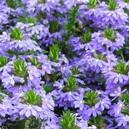 Purple Scaevola Fan Flower | Live Plant | Australian Evergreen Shrub | Zones 9–11 | Pots & Baskets