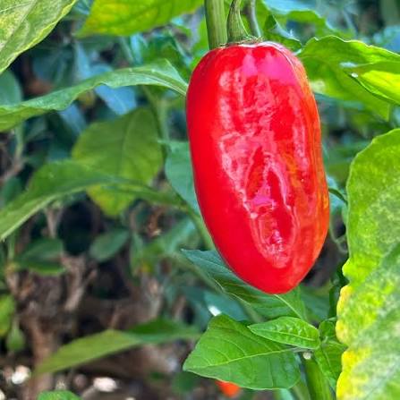 Zavory Mild Habanero Pepper Seeds