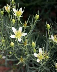 Peganum Harmala Seeds (Syrian Rue)