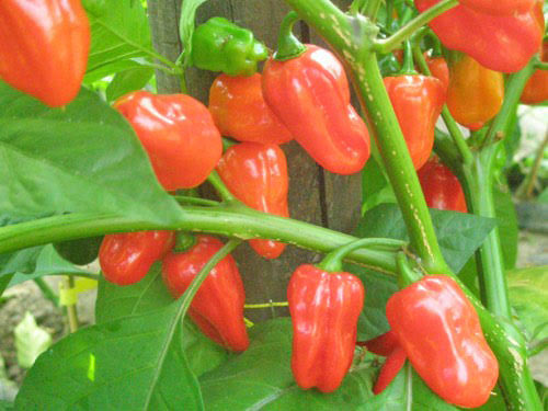 Zavory Mild Habanero Pepper Seeds
