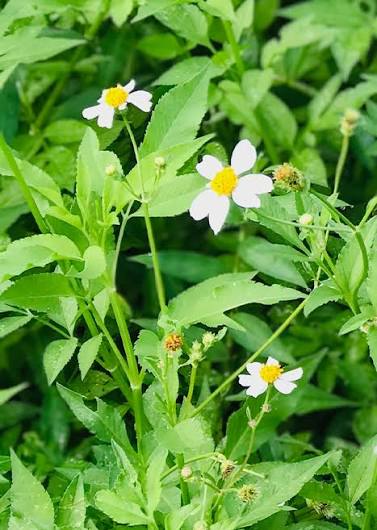 Bidens alba Live Plants | Spanish Needles
