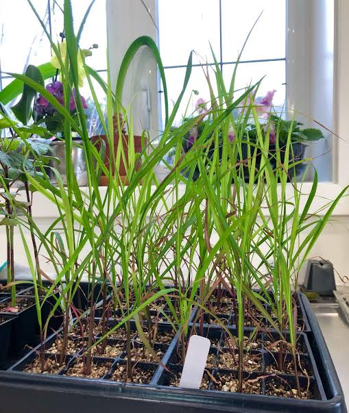 West Indian Lemongrass Seeds - Fever Grass Culinary Herb