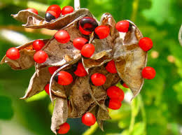 Jequirity Bean Seeds - Abrus precatorius | Rosary Pea Tropical Vine