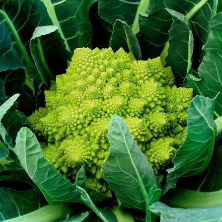4 Veronica Romanesco Live Plants