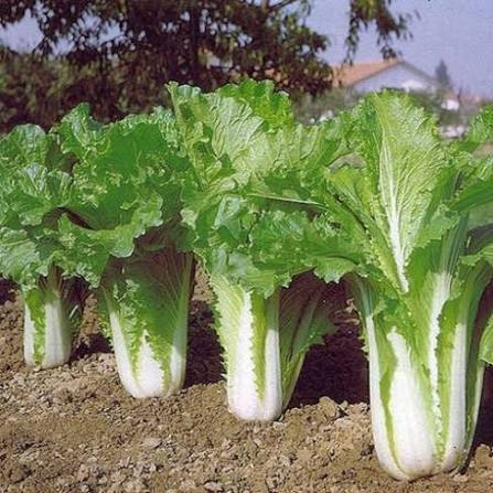 Michihili Chinese Cabbage Live Plants - 5 Plant Pack