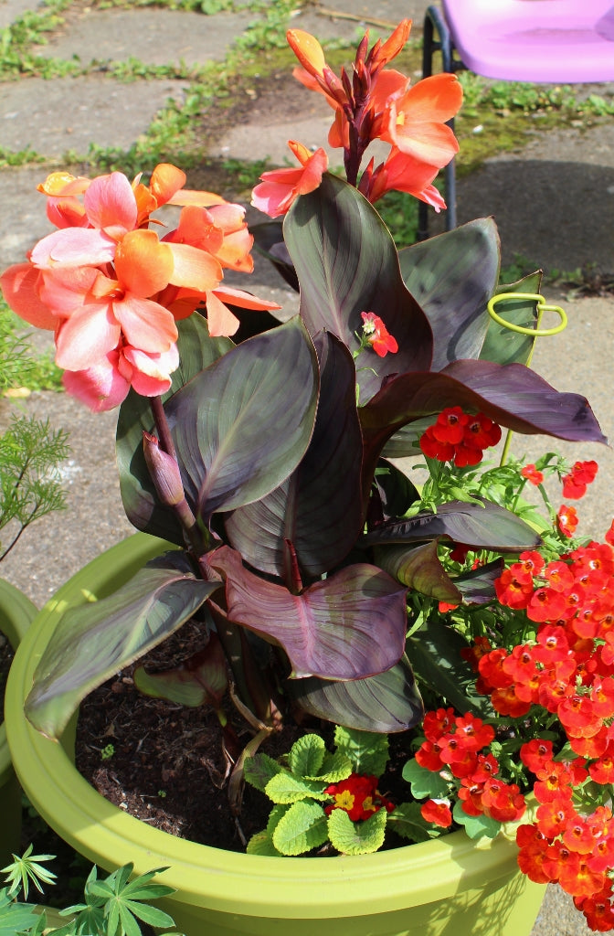 Canna Happy Wilma – Salmon Blooms, Bronze Foliage | Compact Reblooming Rhizome
