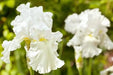 Immortality Reblooming White Iris,Bearded Iris | Perennial Bareroot Plant - Caribbeangardenseed