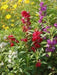 Impatiens Balsam ( Mix SEEDS) Mix of rose, white, scarlet and violet.Balsamina - Caribbean garden seed