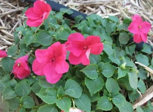 Impatiens Flowers Seeds -  Impreza Rose ~Great for shaded area ,Containers, Hanging Baskets, window boxes,  garden beds,dcontinuous color - Caribbean garden seed