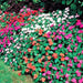 Impatiens MIXED ,Flowers Seeds~ ANNUAL - Caribbeangardenseed