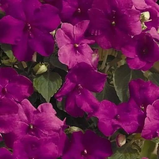 Impatiens Flowers Seeds - xtreme lilac~Great for shaded area ,Containers, Hanging Baskets, window boxes, garden beds,dcontinuous color - Caribbeangardenseed