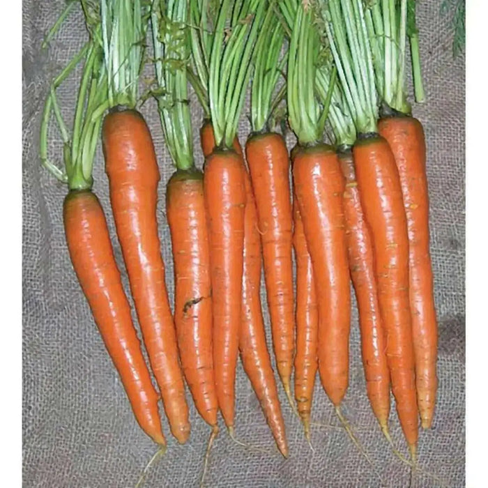 Imperator Carrot Seeds ,Biannual Vegetable, AAS WINNER, Deep Orange, - Caribbean garden seed