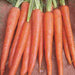 Imperator Carrot Seeds ,Biannual Vegetable, AAS WINNER, Deep Orange, - Caribbeangardenseed