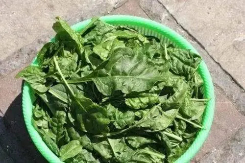 250 Imperial Green Hybrid Spinach Seed Asian Vegetable - Caribbeangardenseed