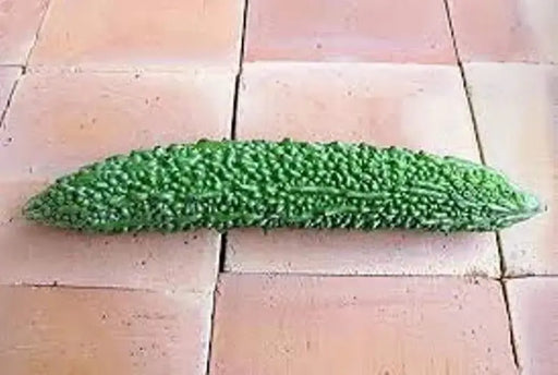 India LONG Bitter Gourd Seed - "Green Bitter Gourd Hybrid" Asian Vegetables - Caribbeangardenseed