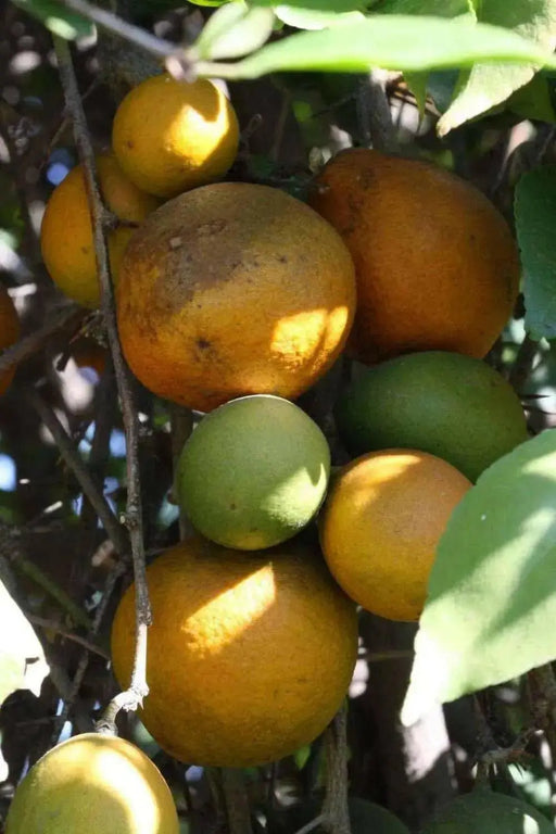 INDIAN BAEL Seeds ,Tropical Fruit Tree ! - Caribbean garden seed