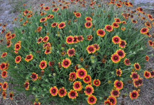 Indian Blanket flower Seeds (Gaillardia Pulchella), - Caribbeangardenseed