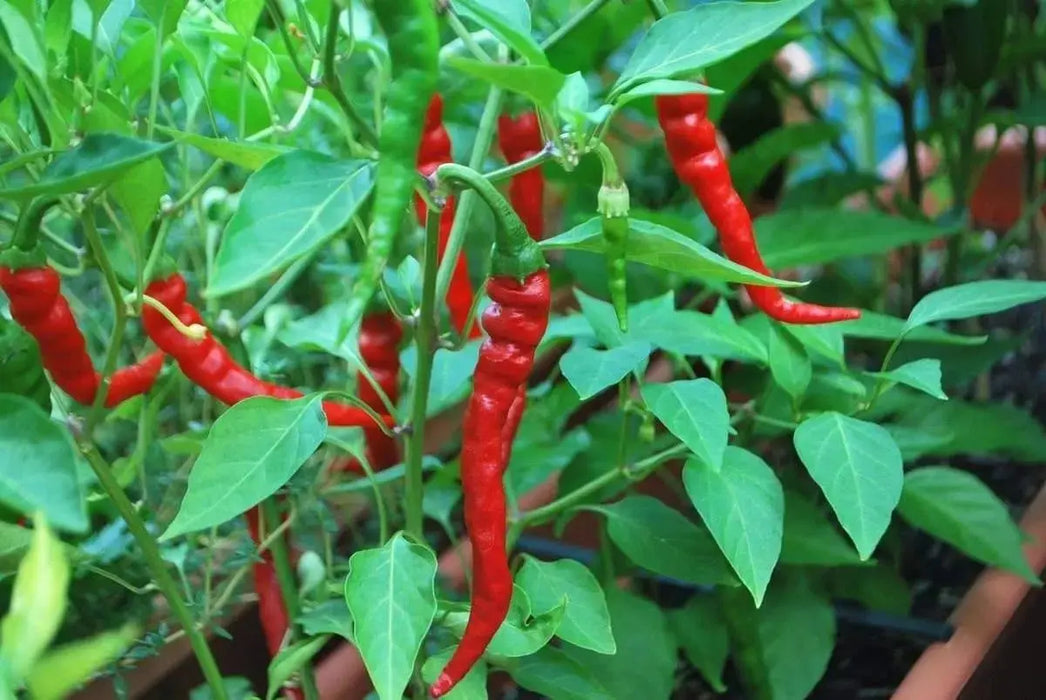 Indian Jwala HOT PEPPER SEEDS (,Capsicum annuum) Heirloom , - Caribbeangardenseed