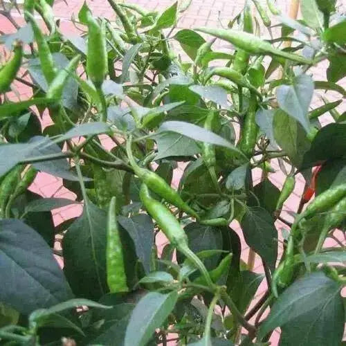 Indian PC1, chilli Pepper Seeds,( Capsicum annuum) HOT ASIAN VEGETABLE - Caribbean garden seed