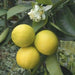 indian sweet lime seeds, tropical fruit TREE - Caribbean garden seed