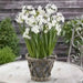 INDOOR Paperwhite, GREAT INDOOR, Narcissus bulbs - Caribbean garden seed