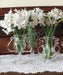 INDOOR Paperwhite, GREAT INDOOR, Narcissus bulbs - Caribbean garden seed