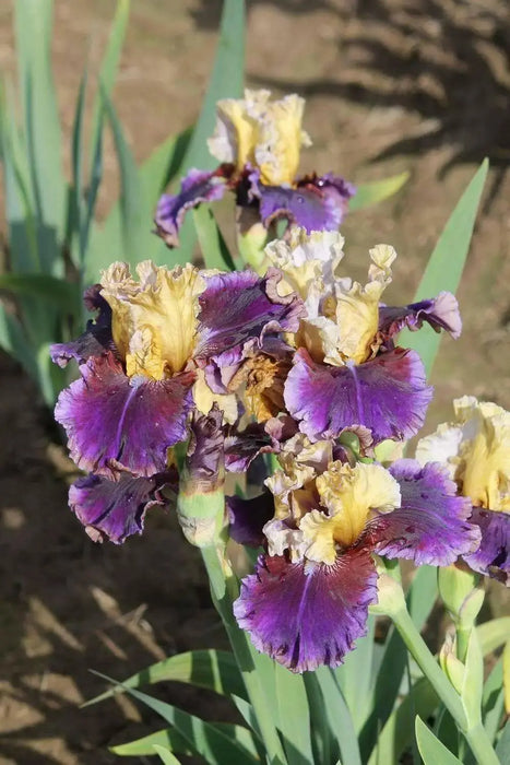 Iris ‘Final Episode’  Tall Bearded Iris, BAREROOT Plants, Iris Germanica - Caribbean garden seed