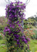 Italian Clematis seeds , PERENNIAL flowerING VINE - Caribbean garden seed