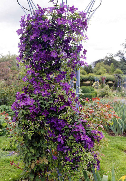 Italian Clematis seed -Clematis viticella - PERENNIAL flowers - Caribbeangardenseed