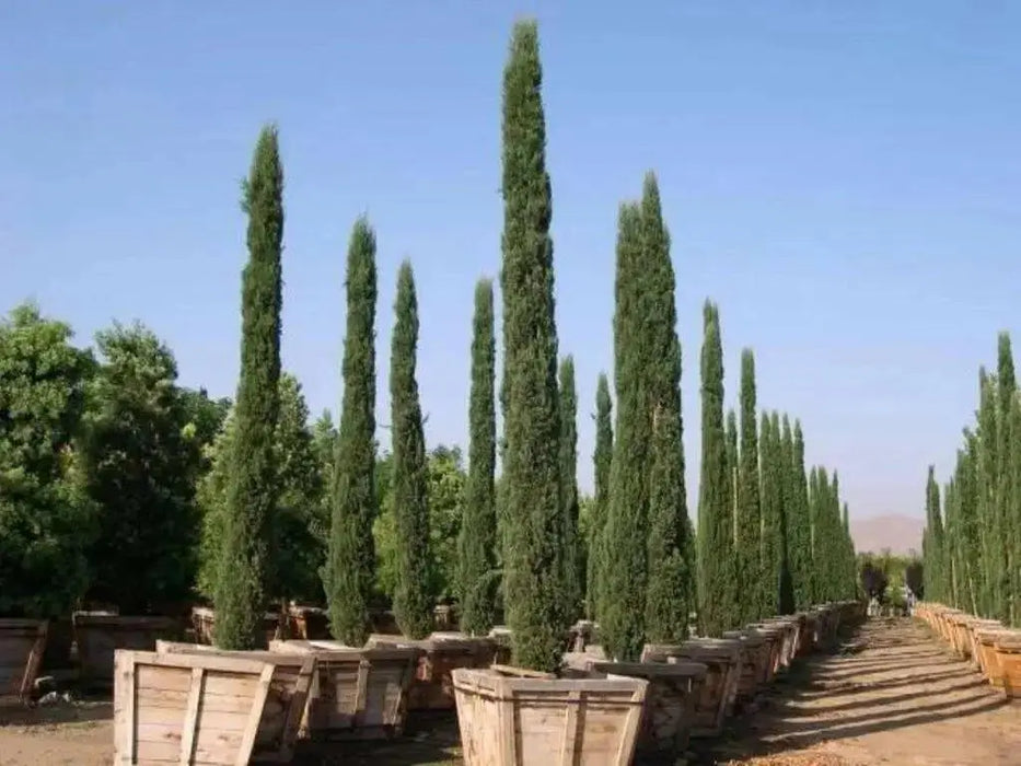 Italian cypress Tree Seeds (Cupressus sempervirens) Also Know as,Tuscan, or Graveyard Cypress, - Caribbean garden seed