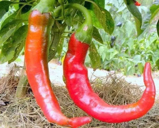 Italian Long Hot Chile, PEPPER SEEDS Capsicum annuum, - Caribbeangardenseed