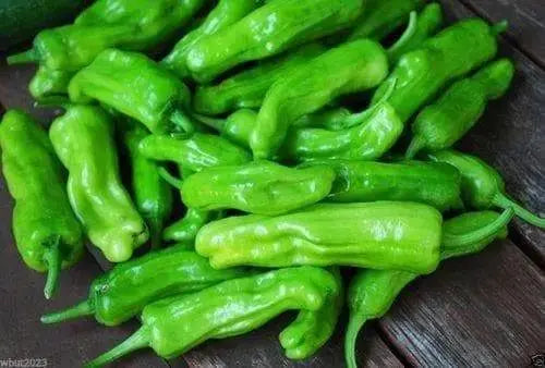 Italian Pepperoncini Pepper Seeds - Capsicum Annuum - Great Pickling Pepper ! - Caribbeangardenseed