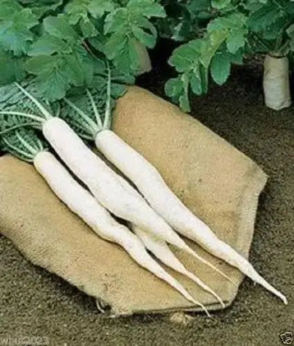 Iwai Daikon RADISH SEED, Asian Vegetable - Caribbean garden seed