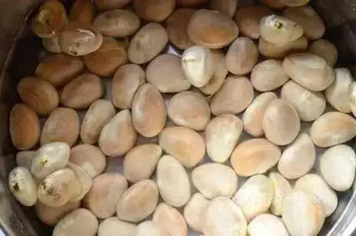 Jackfruit Tree Seed ,Jamaican Caribbean products, Asian favorite ! - Caribbean garden seed