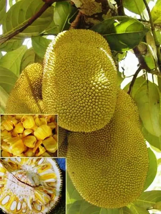 Jackfruit Tree Seed ,Tropical Novelty ,Jamaican ,Caribbean, Asian favorite ! - Caribbeangardenseed