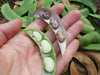 Jackson Wonder - Bush Lima Beans, Heirloom Non Gmo - Caribbeangardenseed