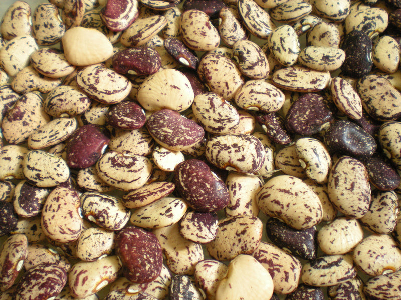 Jackson Wonder Bush Lima Bean Seeds | Heirloom