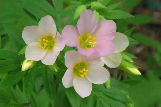 Jacob's Ladder Apricot Delight ( Polemonium Carneum ) Perennial flowers - Caribbean garden seed