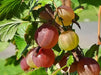 jahns prairie  Gooseberry (Live plants) Perennial Vine - Caribbean garden seed