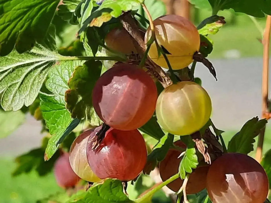 jahns prairie  Gooseberry (Live plants) Perennial Vine - Caribbean garden seed