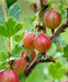 jahns prairie  Gooseberry (Live plants) Perennial Vine - Caribbean garden seed