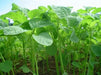 Jamaican Callaloo, (Live Plants ) Edible Amaranth ,Asian Vegetable - Caribbean garden seed