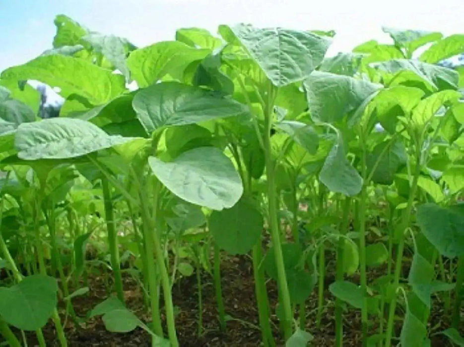 Jamaican Callaloo, (Live Plants ) Edible Amaranth ,Asian Vegetable - Caribbean garden seed
