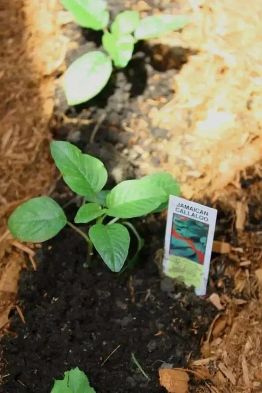 Jamaican Callaloo Seeds (GREEN Amaranth) Asian Vegetable - Caribbean garden seed