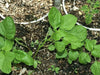 Jamaican Callaloo Seeds, (edible Amaranth) , Asian Vegetable - Caribbeangardenseed