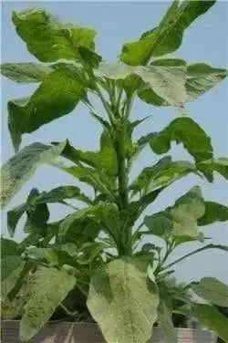 Jamaican Callaloo seeds,Chinese spinach, Asian Vegetable, Heat loving spinach - Caribbean garden seed