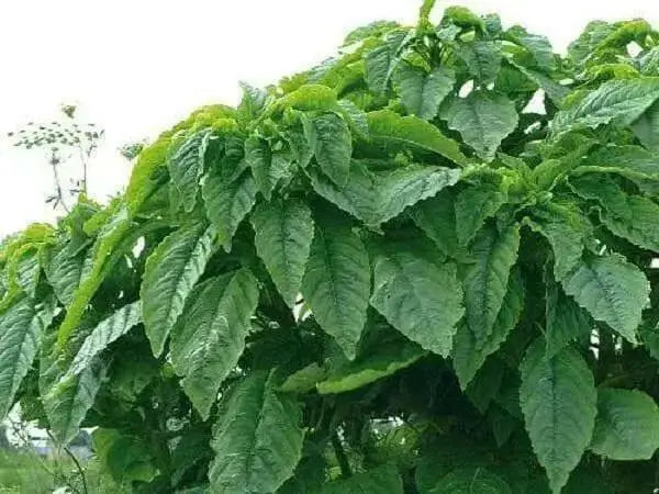 Jamaican Callaloo seeds,Chinese spinach, Asian Vegetable, Heat loving spinach - Caribbean garden seed