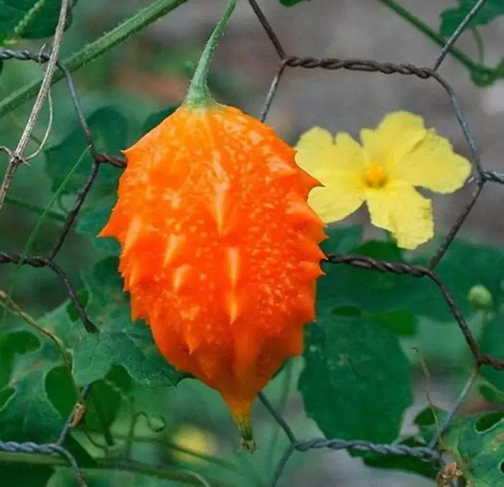 JAMAICAN CERASEE SEEDS-Bitter Melon- Asian Vegetable - Caribbeangardenseed